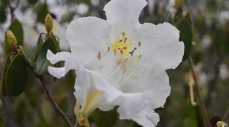 ชม “ดอกกุหลาบขาว” บานบนลานร่องกล้า ช่วงโค้งสุดท้ายปีนี้