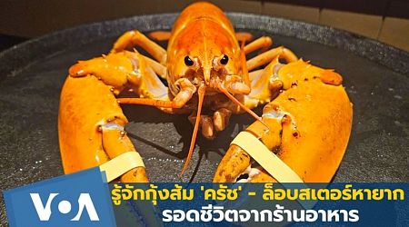 รู้จักกุ้งส้ม 'ครัช' - ล็อบสเตอร์หายากที่รอดชีวิตจากร้านอาหาร