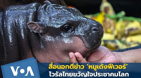 Thaiu Hippo.mp4