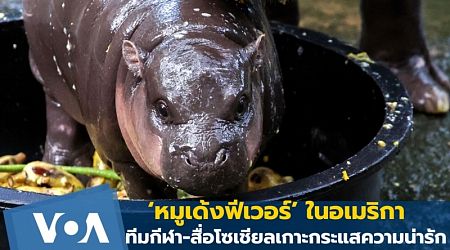  ‘หมูเด้งฟีเวอร์’ ในอเมริกา เมื่อทีมกีฬา-สื่อโซเชียลอเมริกันเกาะกระแสความน่ารัก