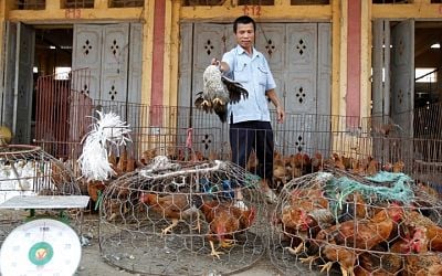 เวียดนามพบเสือและสิงโตตายหลายสิบ - ติดเชื้อไข้หวัดนก