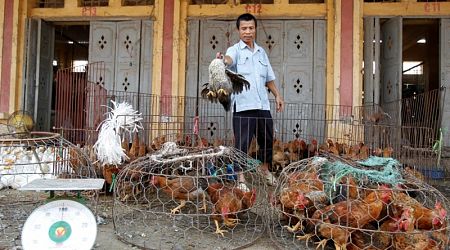 เวียดนามพบเสือและสิงโตตายหลายสิบ - ติดเชื้อไข้หวัดนก