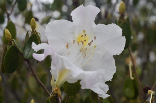 ชม “ดอกกุหลาบขาว” บานบนลานร่องกล้า ช่วงโค้งสุดท้ายปีนี้
