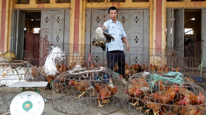 เวียดนามพบเสือและสิงโตตายหลายสิบ - ติดเชื้อไข้หวัดนก